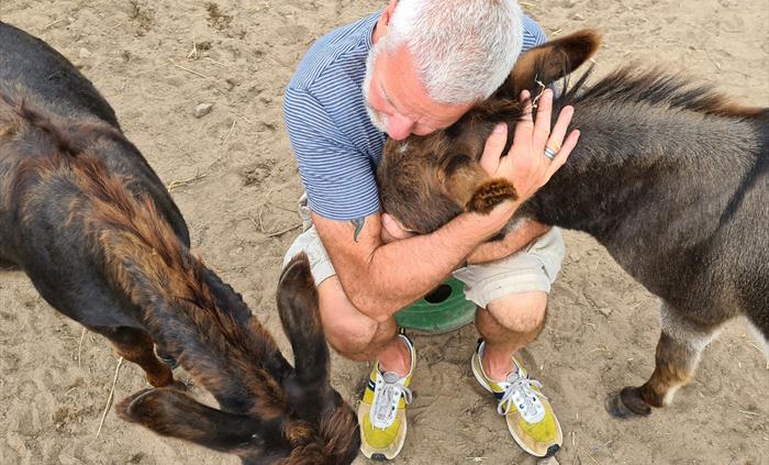 hug a mini donkey